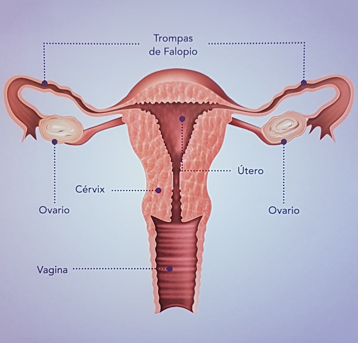 Utero y ovarios