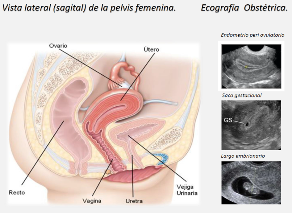 Utero y ovarios